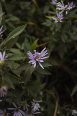 Symphyotrichum jessicae