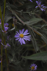 Symphyotrichum jessicae
