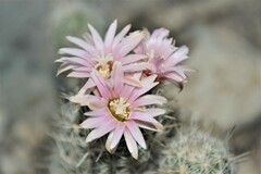 Escobaria tuberculosa