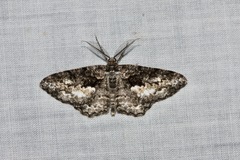 Hypomecis externaria