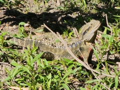 Intellagama lesueurii