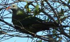 Ptilinopus magnificus