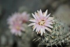 Escobaria tuberculosa