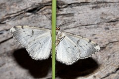 Hypomecis externaria