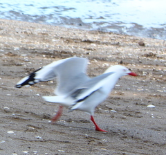 Chroicocephalus novaehollandiae scopulinus