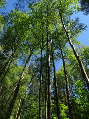 Betula pubescens
