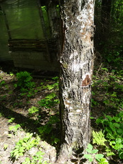 Betula pubescens