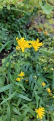 Hieracium umbellatum
