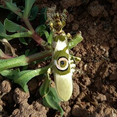 Pseudocreobotra wahlbergi