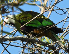 Ptilinopus magnificus