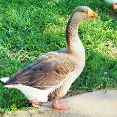 Anser anser domesticus × anser cygnoides domesticus