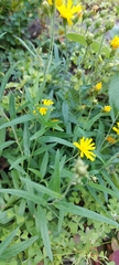 Hieracium umbellatum