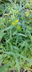Hieracium umbellatum