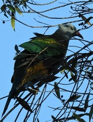 Ptilinopus magnificus