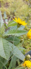 Hieracium umbellatum