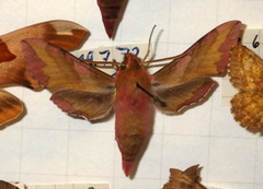 Deilephila porcellus