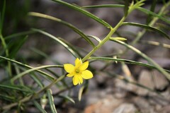 Talinum polygaloides