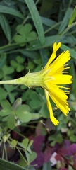 Hieracium umbellatum