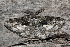 Hypomecis externaria