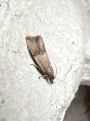 Celypha striana