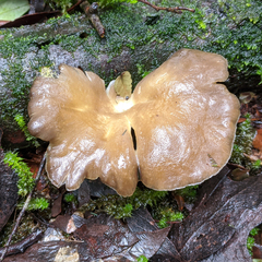 Pleurotus purpureo-olivaceus