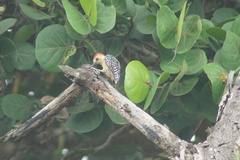 Melanerpes rubricapillus