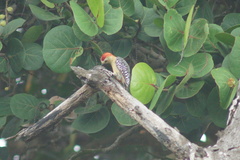 Melanerpes rubricapillus