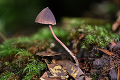 Psilocybe neoxalapensis