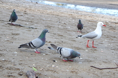 Chroicocephalus novaehollandiae scopulinus