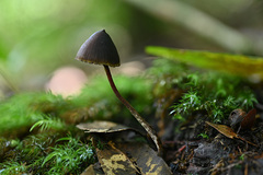 Psilocybe neoxalapensis