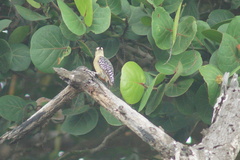 Melanerpes rubricapillus