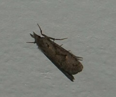 Dichomeris punctipennella