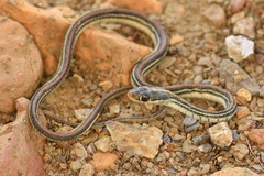 Thamnophis proximus proximus