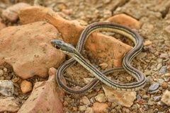 Thamnophis proximus proximus