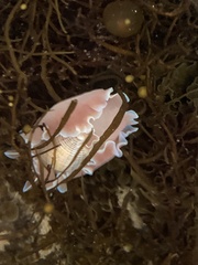 Hydatina physis