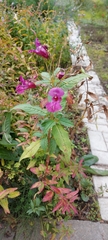 Impatiens glandulifera