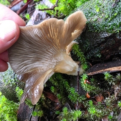 Pleurotus purpureo-olivaceus