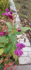 Impatiens glandulifera