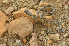 Thamnophis proximus proximus