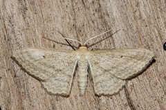 Scopula oppilata