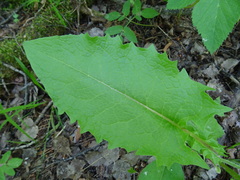 Crepis sibirica