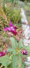 Impatiens glandulifera