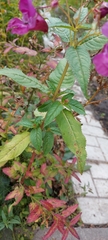 Impatiens glandulifera
