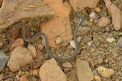 Thamnophis proximus proximus