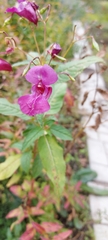 Impatiens glandulifera