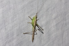 Conocephalus upoluensis