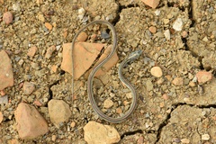 Thamnophis proximus proximus