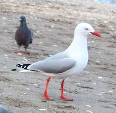Chroicocephalus novaehollandiae scopulinus