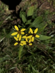 Senecio nemorensis