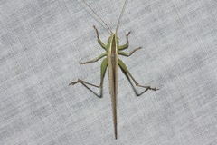 Conocephalus upoluensis